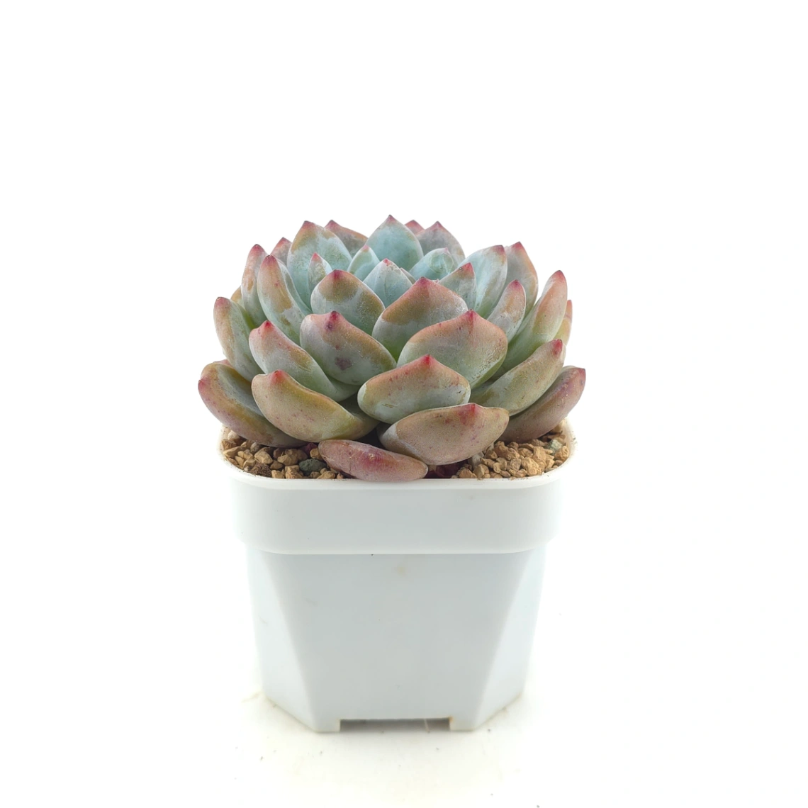 Echeveria ‘Sugar Heart Monroe’ | 糖心夢露 thumbnail 3