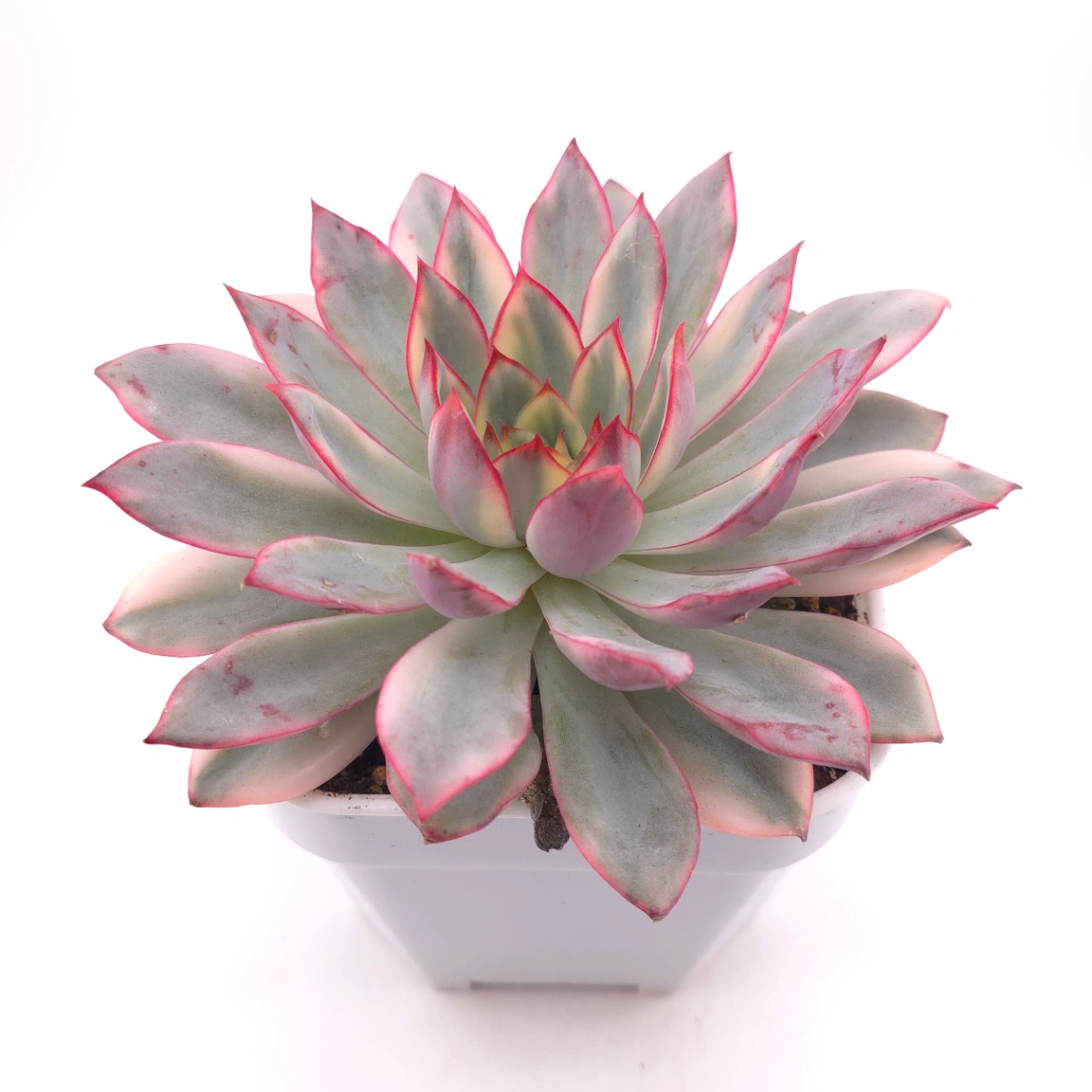 Echeveria ‘Moon Goddess’ Variegated | 月光女神錦 thumbnail 2