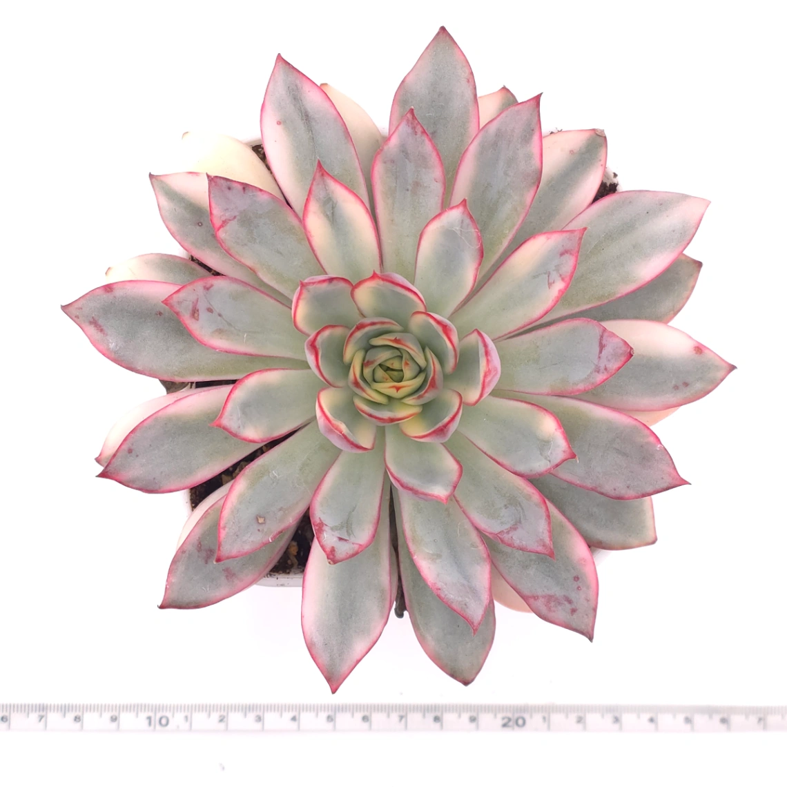 Echeveria ‘Moon Goddess’ Variegated | 月光女神錦 thumbnail 4