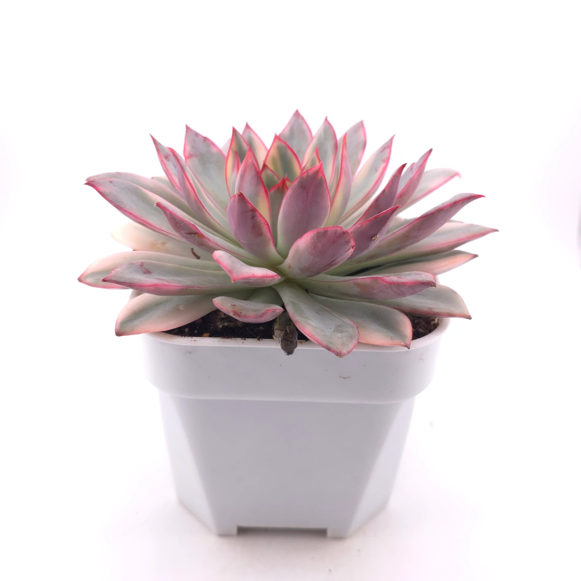 Echeveria ‘Moon Goddess’ Variegated | 月光女神錦 thumbnail 3