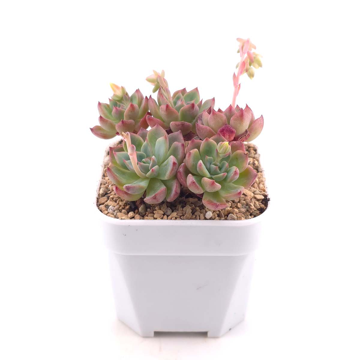 Echeveria 'Nana Mini Hook' | 娜娜小勾 thumbnail 3