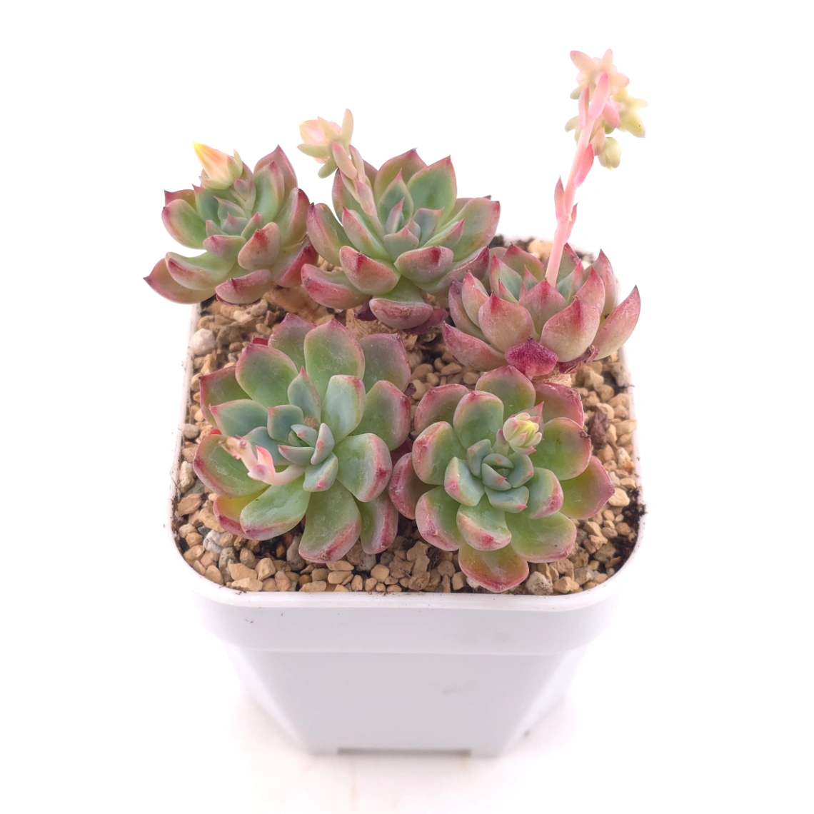 Echeveria 'Nana Mini Hook' | 娜娜小勾 thumbnail 2