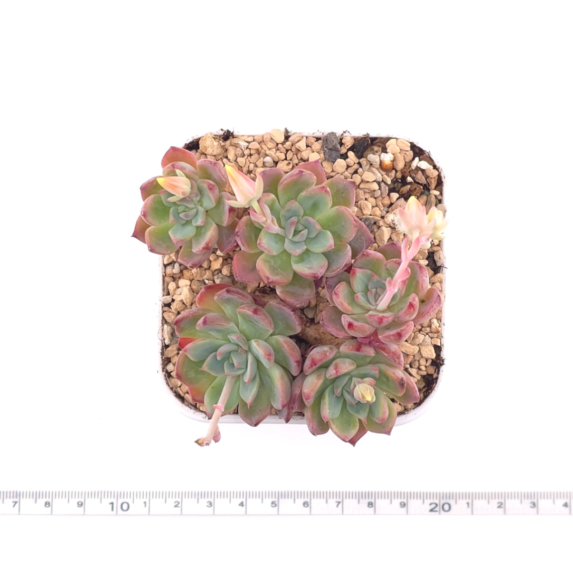 Echeveria 'Nana Mini Hook' | 娜娜小勾 thumbnail 4