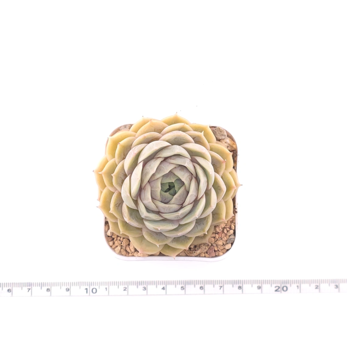 Echeveria ‘Onslow’ | 昂斯諾 thumbnail 4