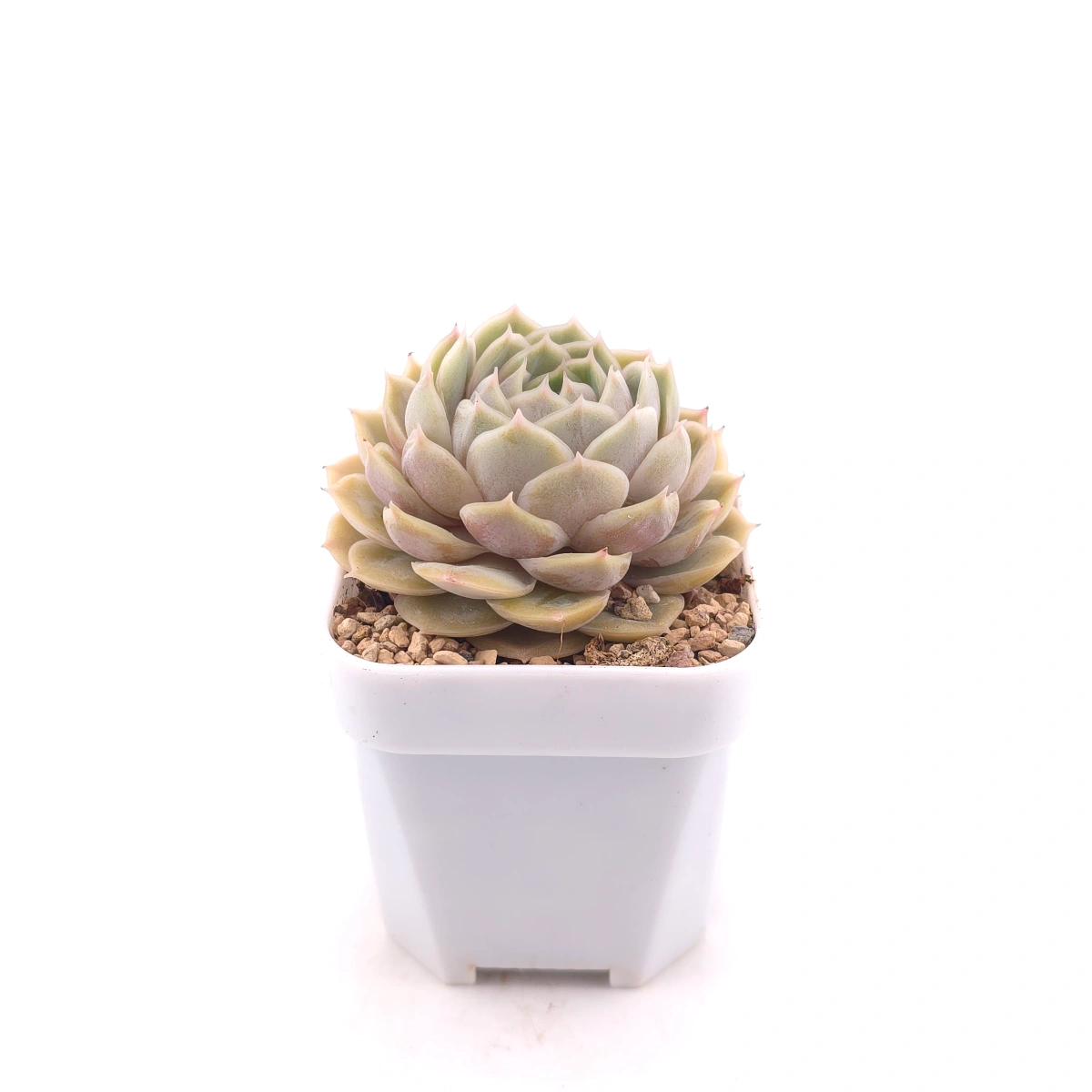 Echeveria ‘Onslow’ | 昂斯諾 thumbnail 3
