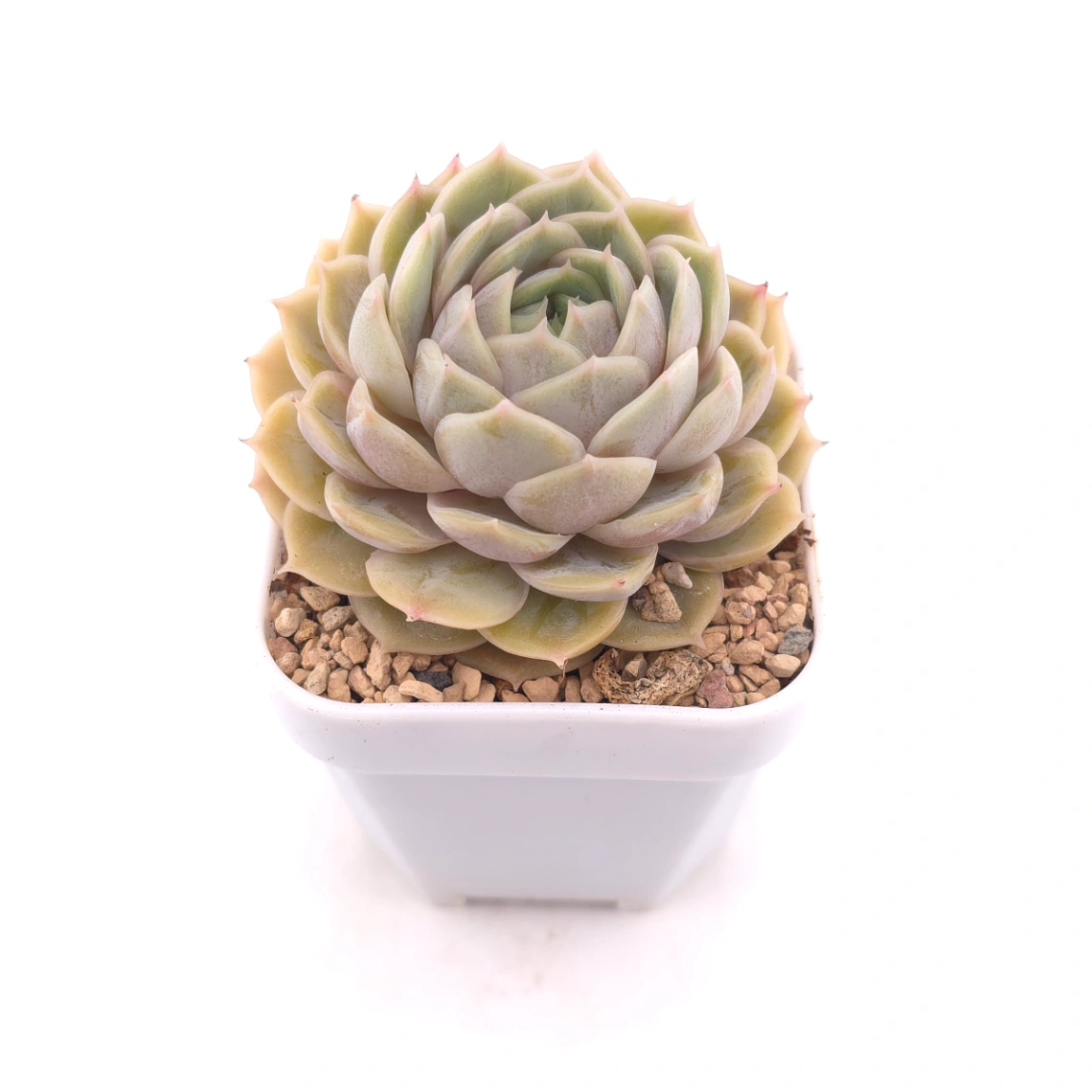 Echeveria ‘Onslow’ | 昂斯諾 thumbnail 2