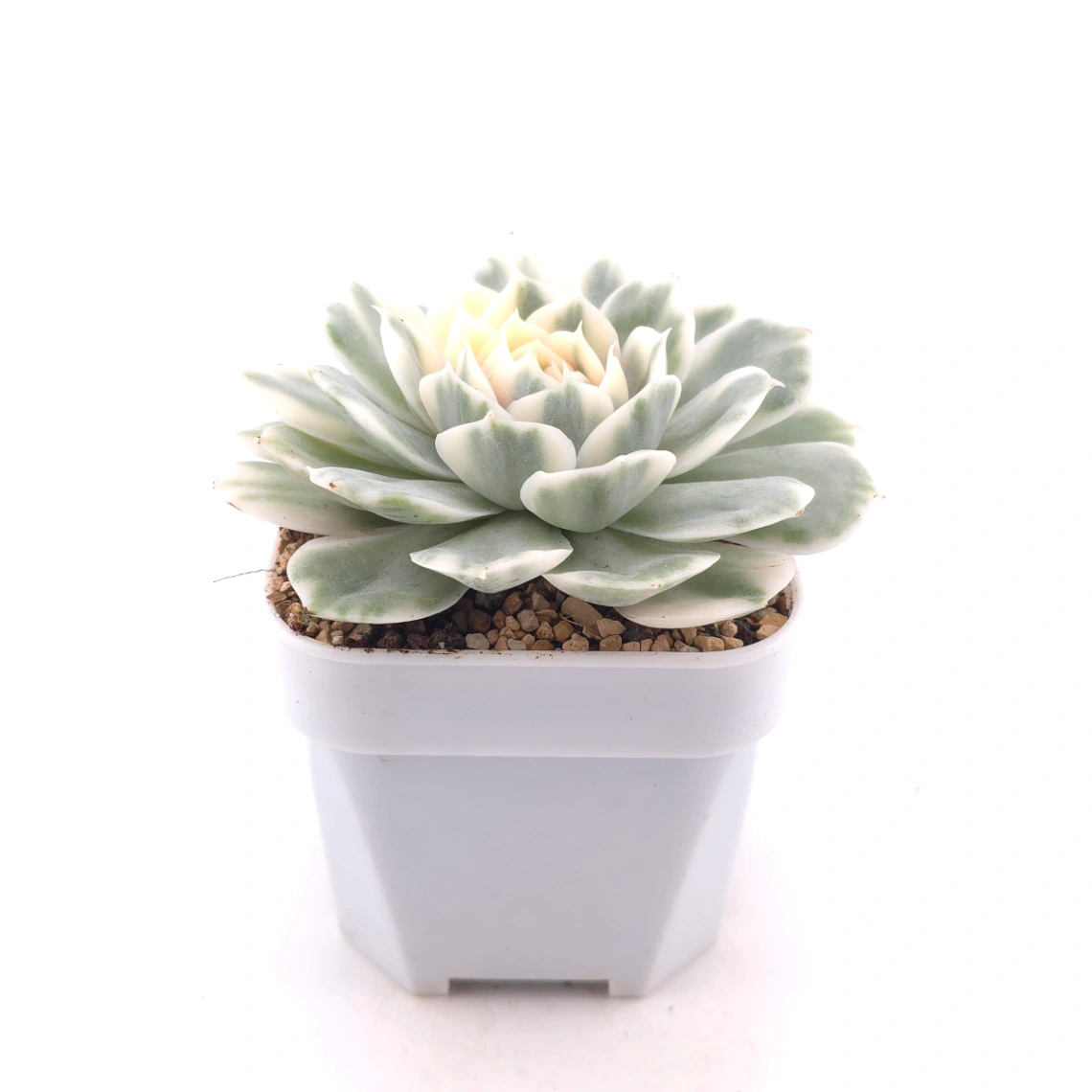 Echeveria ‘Onslow’ variegated | 昂斯諾錦 thumbnail 3