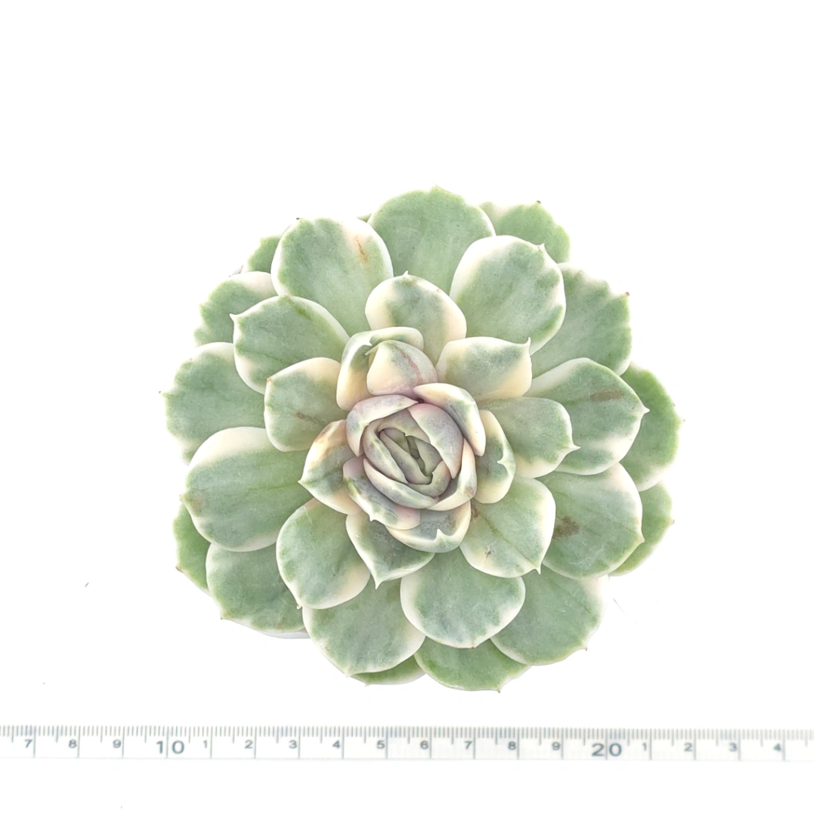 Echeveria ‘Onslow’ variegated | 昂斯諾錦 thumbnail 4