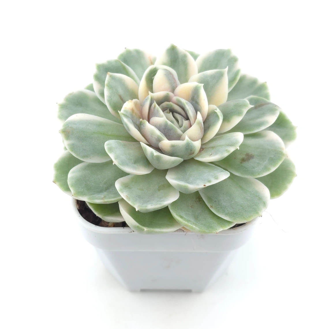 Echeveria ‘Onslow’ variegated | 昂斯諾錦 thumbnail 2
