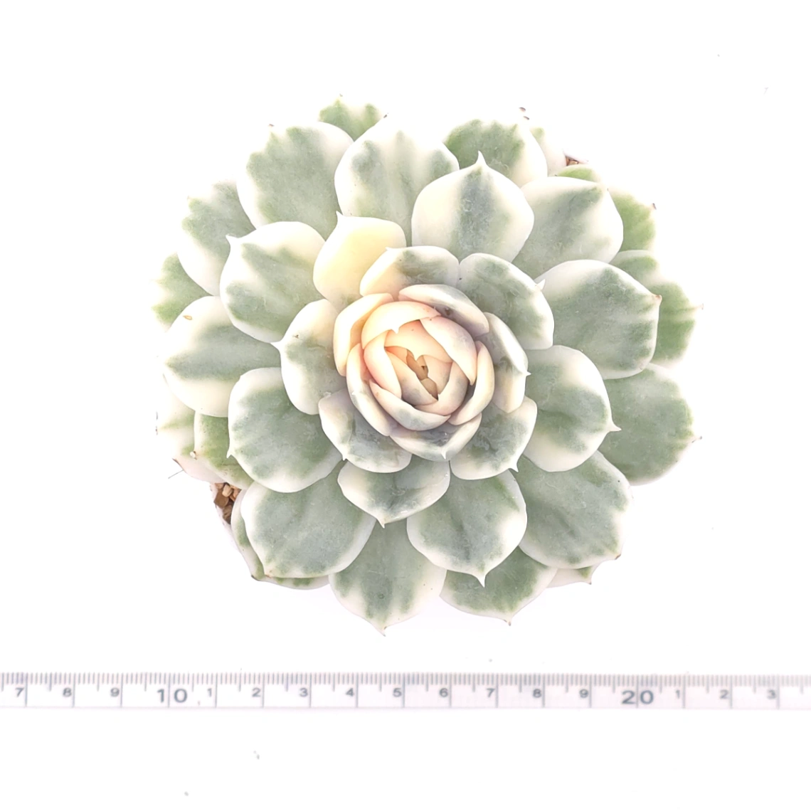 Echeveria ‘Onslow’ variegated | 昂斯諾錦 thumbnail 4