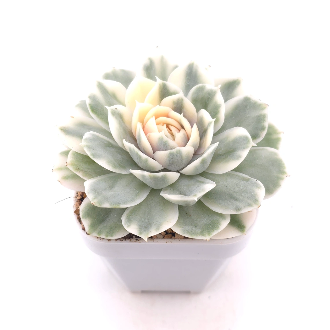 Echeveria ‘Onslow’ variegated | 昂斯諾錦 thumbnail 2