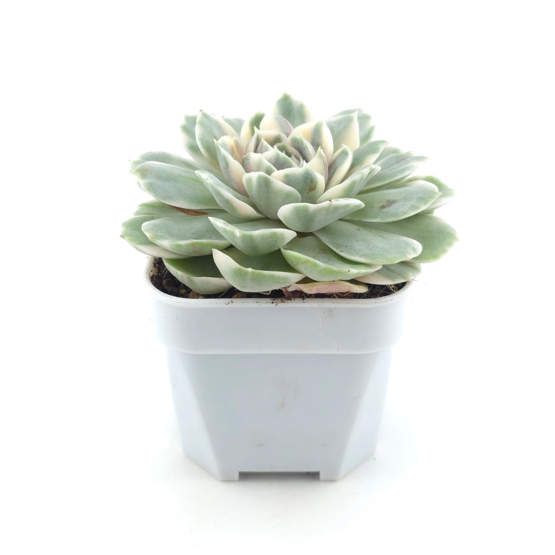 Echeveria ‘Onslow’ variegated | 昂斯諾錦 thumbnail 3
