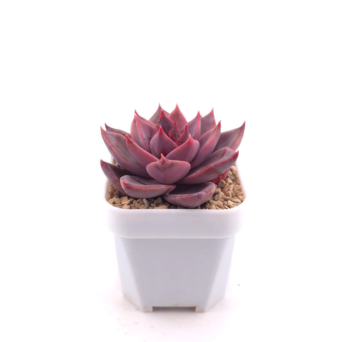 Echeveria ‘Rail Hongyeon’ | 緋紅女王 thumbnail 3