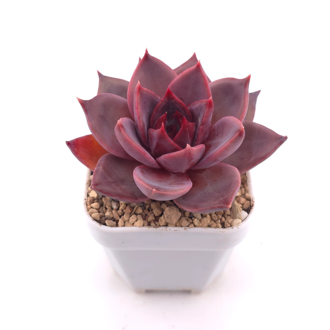 Echeveria ‘Rail Hongyeon’ | 緋紅女王 thumbnail 2