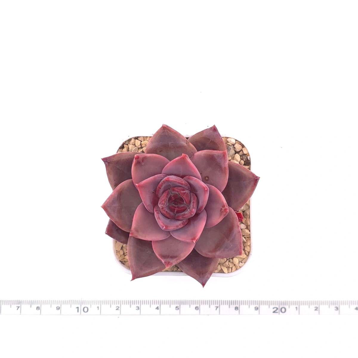 Echeveria ‘Rail Hongyeon’ | 緋紅女王 thumbnail 4