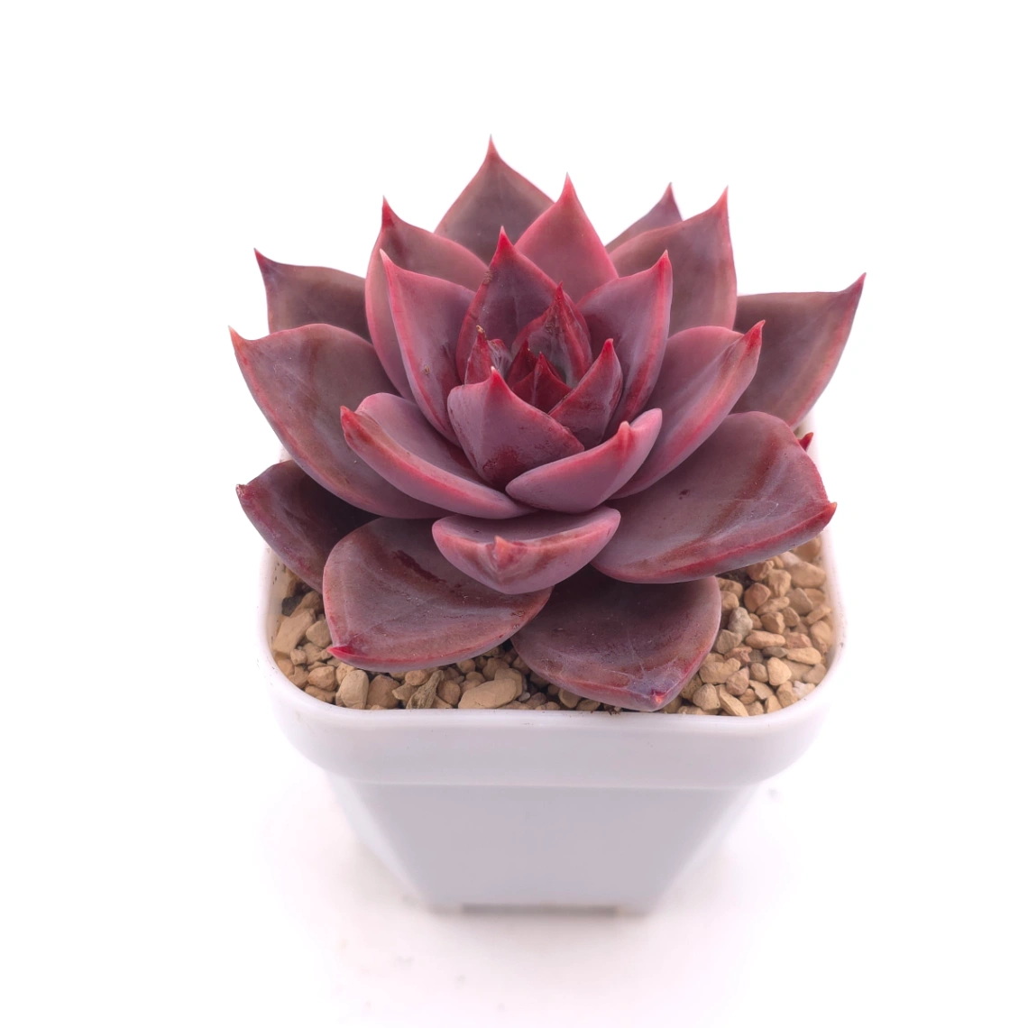 Echeveria ‘Rail Hongyeon’ | 緋紅女王 thumbnail 2