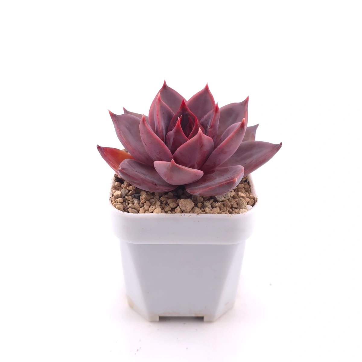 Echeveria ‘Rail Hongyeon’ | 緋紅女王 thumbnail 3