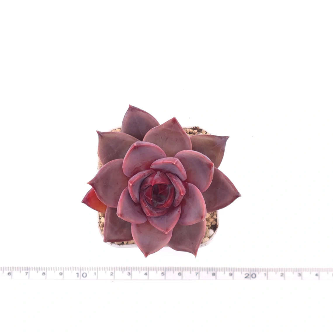 Echeveria ‘Rail Hongyeon’ | 緋紅女王 thumbnail 4