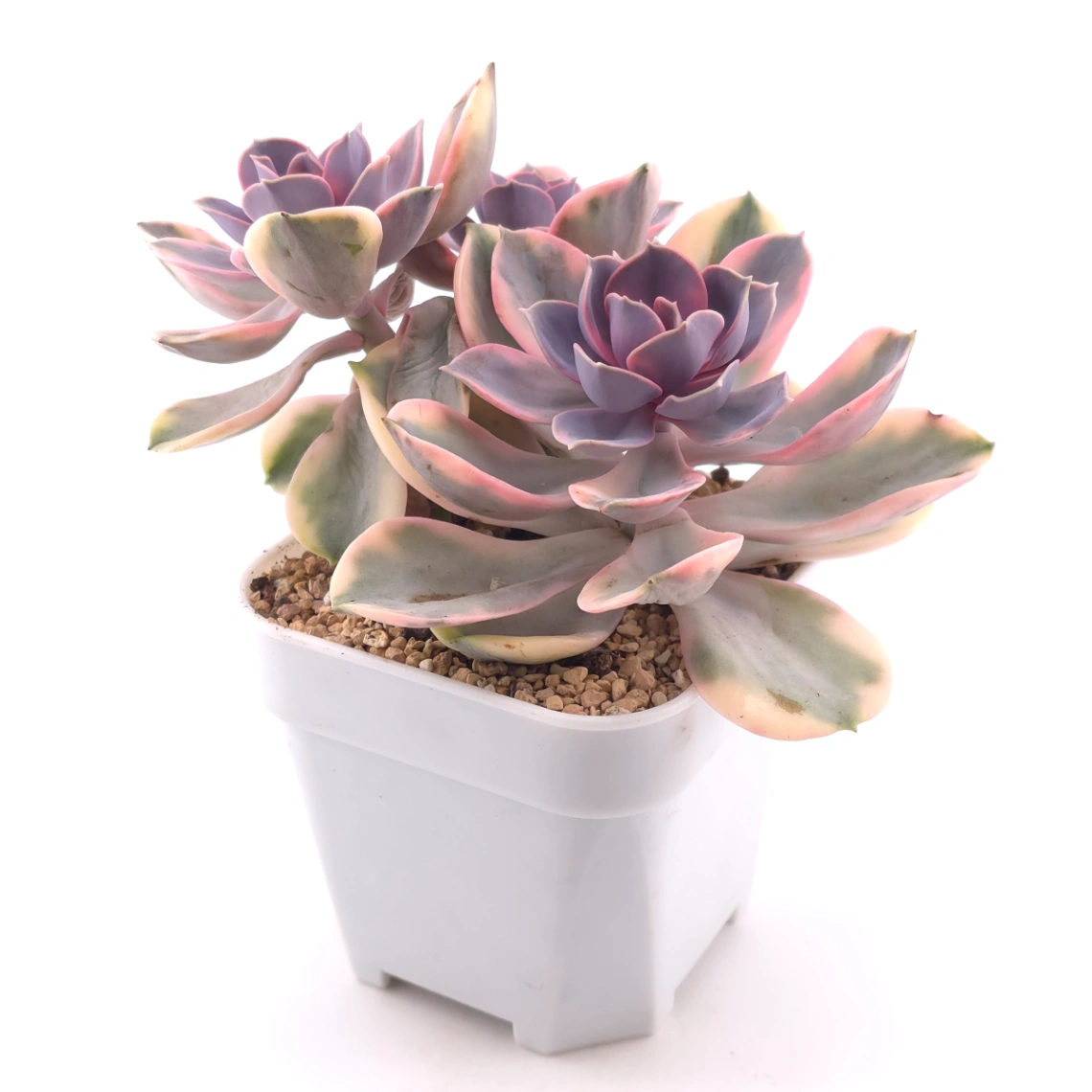 Echeveria ‘Rainbow’ | 彩虹錦 thumbnail 3