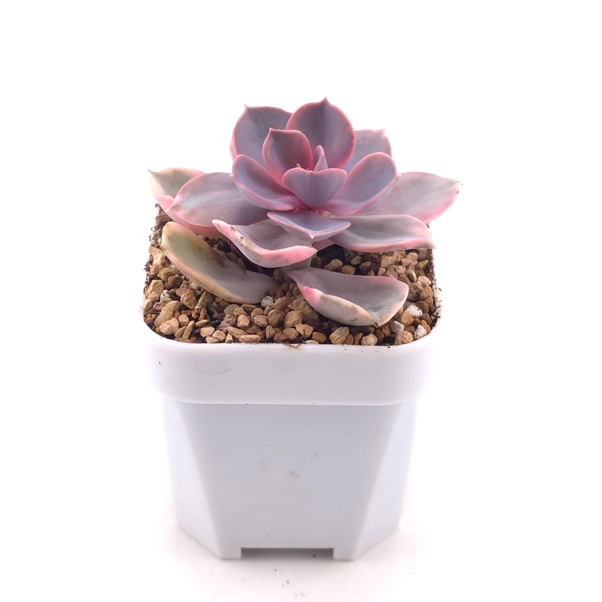 Echeveria ‘Rainbow’ | 彩虹錦 thumbnail 3