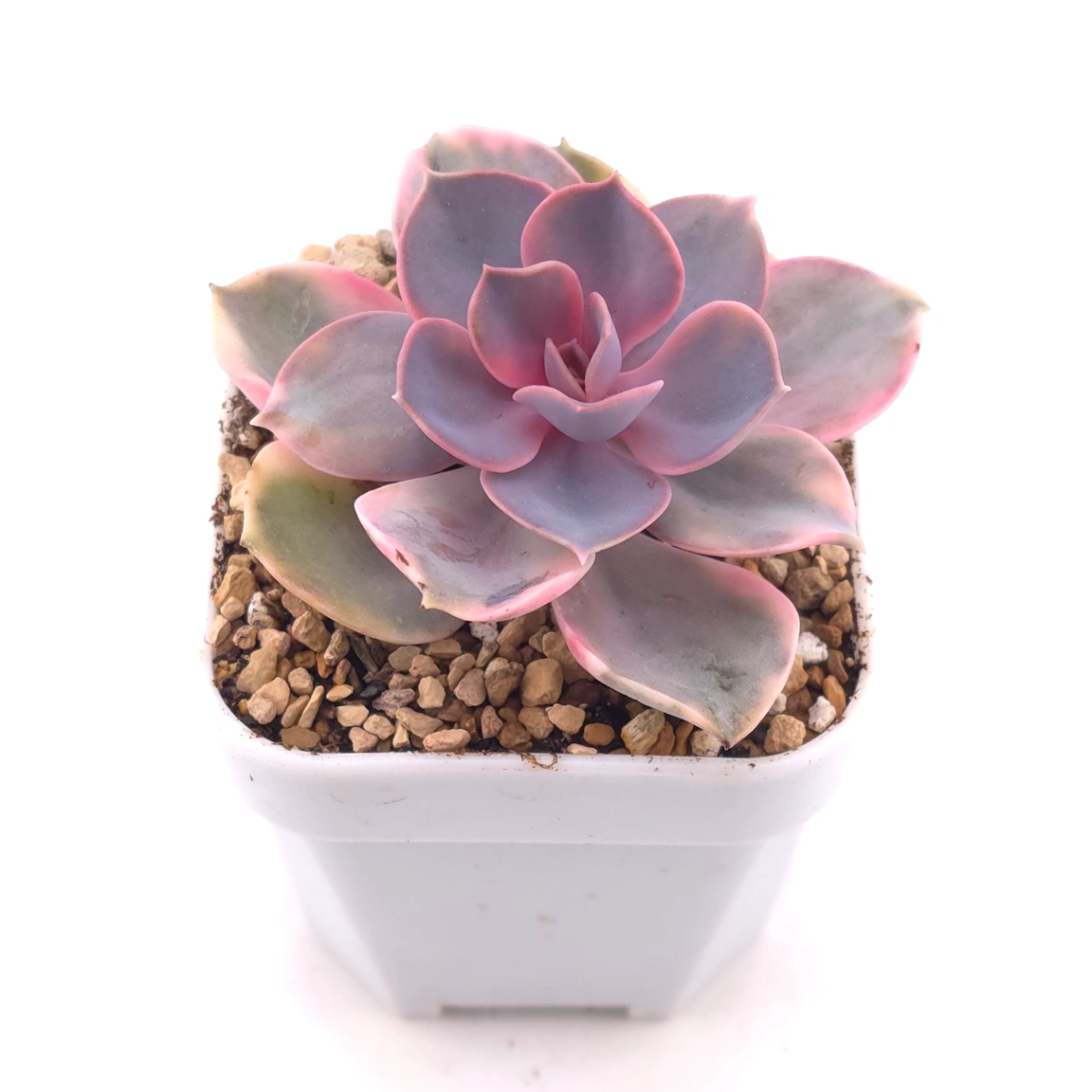 Echeveria ‘Rainbow’ | 彩虹錦 thumbnail 2