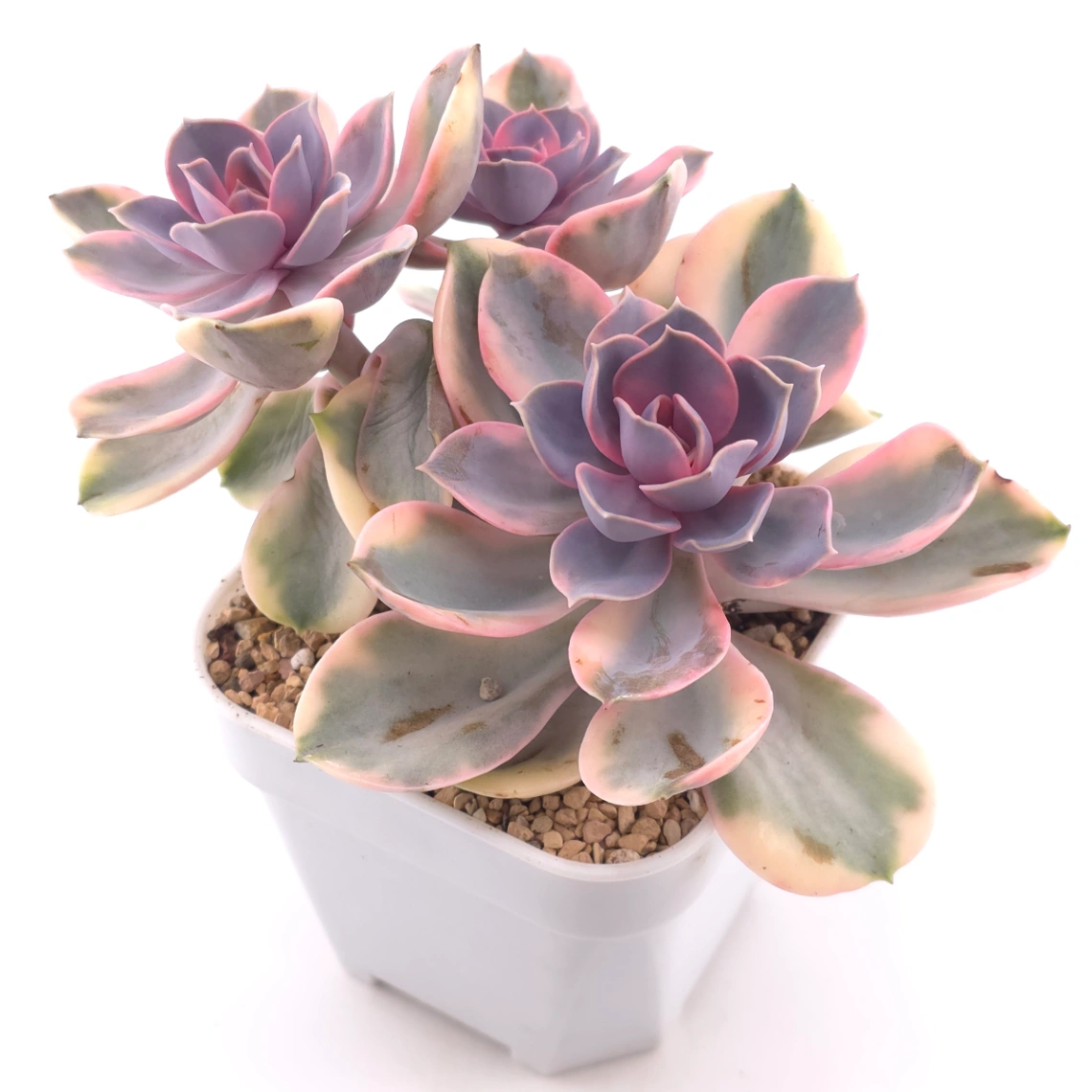 Echeveria ‘Rainbow’ | 彩虹錦 thumbnail 2