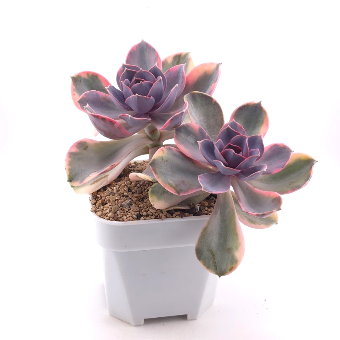 Echeveria ‘Rainbow’ | 彩虹錦 thumbnail 3
