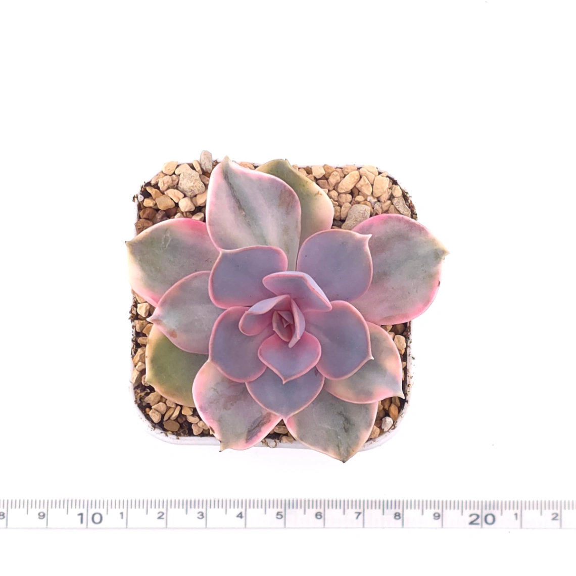 Echeveria ‘Rainbow’ | 彩虹錦 thumbnail 4