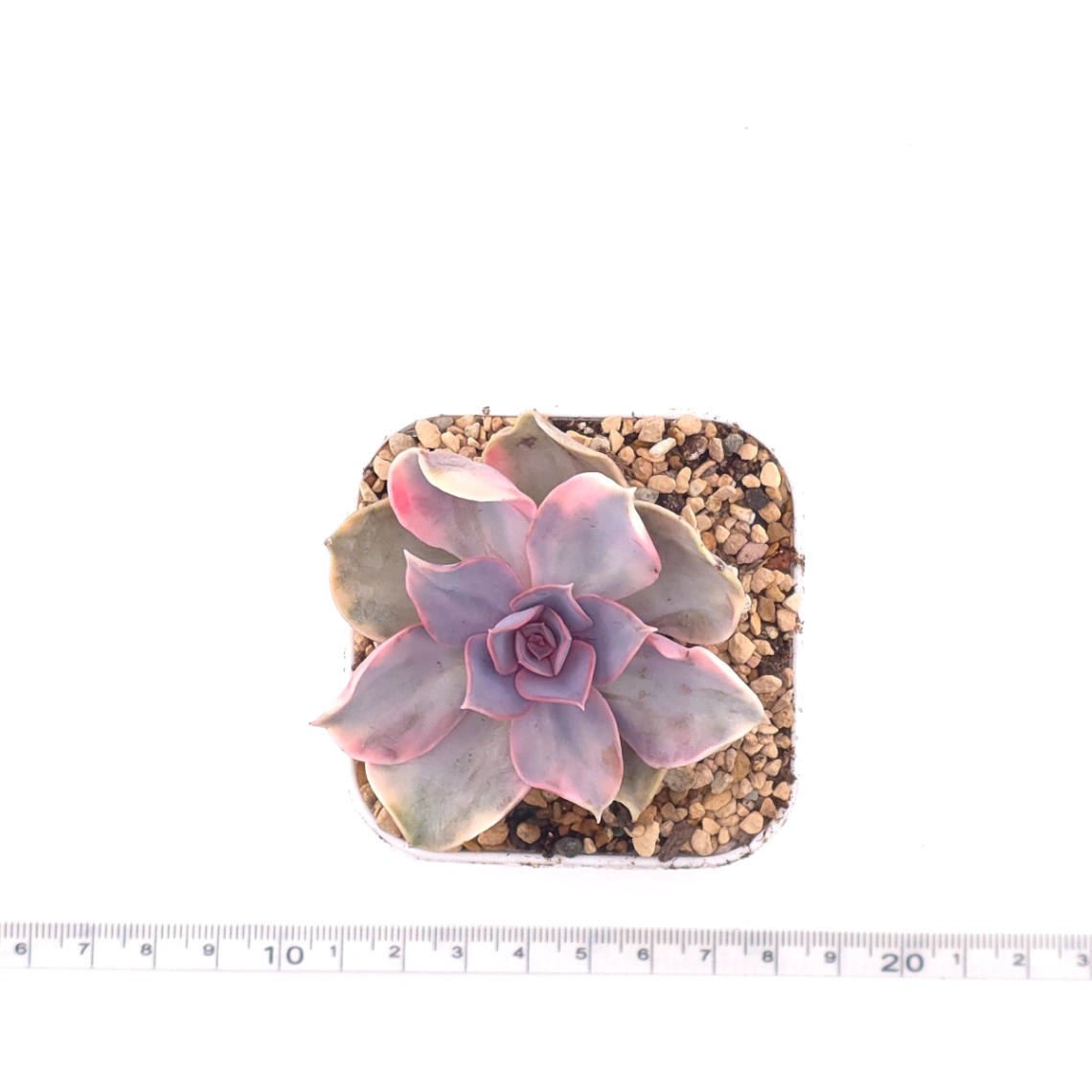 Echeveria ‘Rainbow’ | 彩虹錦 thumbnail 4