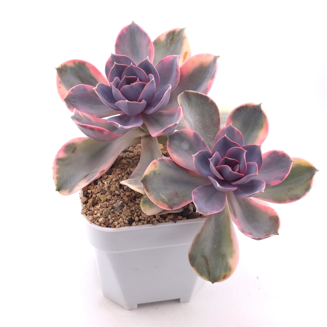 Echeveria ‘Rainbow’ | 彩虹錦 thumbnail 2