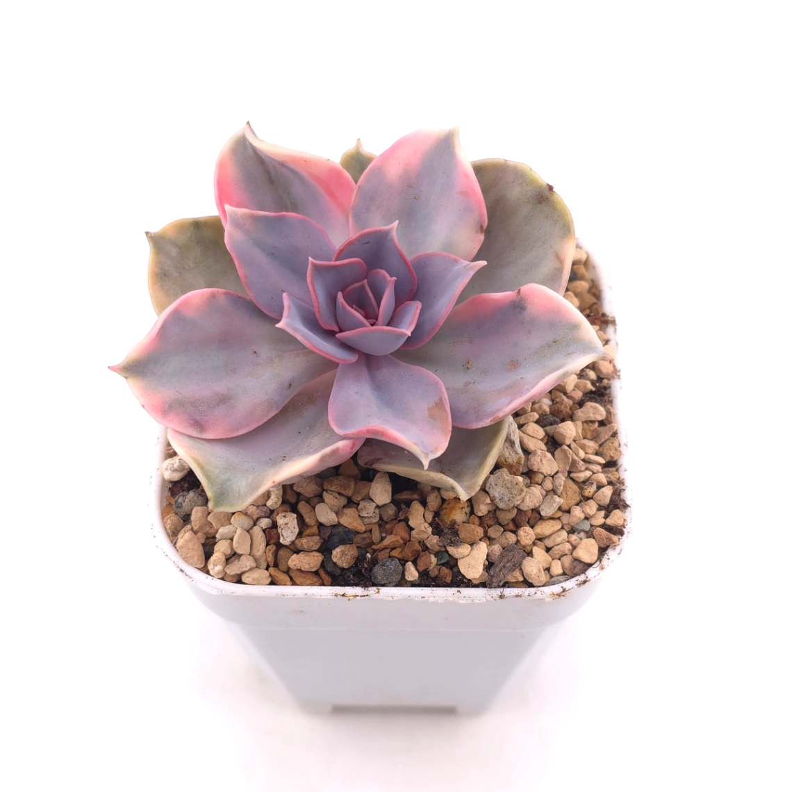 Echeveria ‘Rainbow’ | 彩虹錦 thumbnail 2