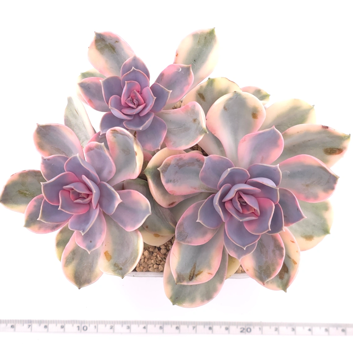 Echeveria ‘Rainbow’ | 彩虹錦 thumbnail 4