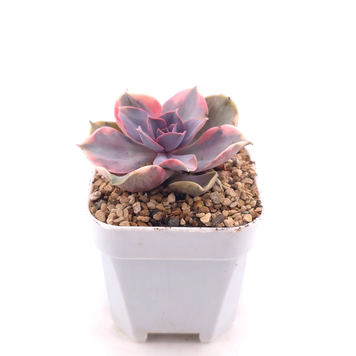 Echeveria ‘Rainbow’ | 彩虹錦 thumbnail 3