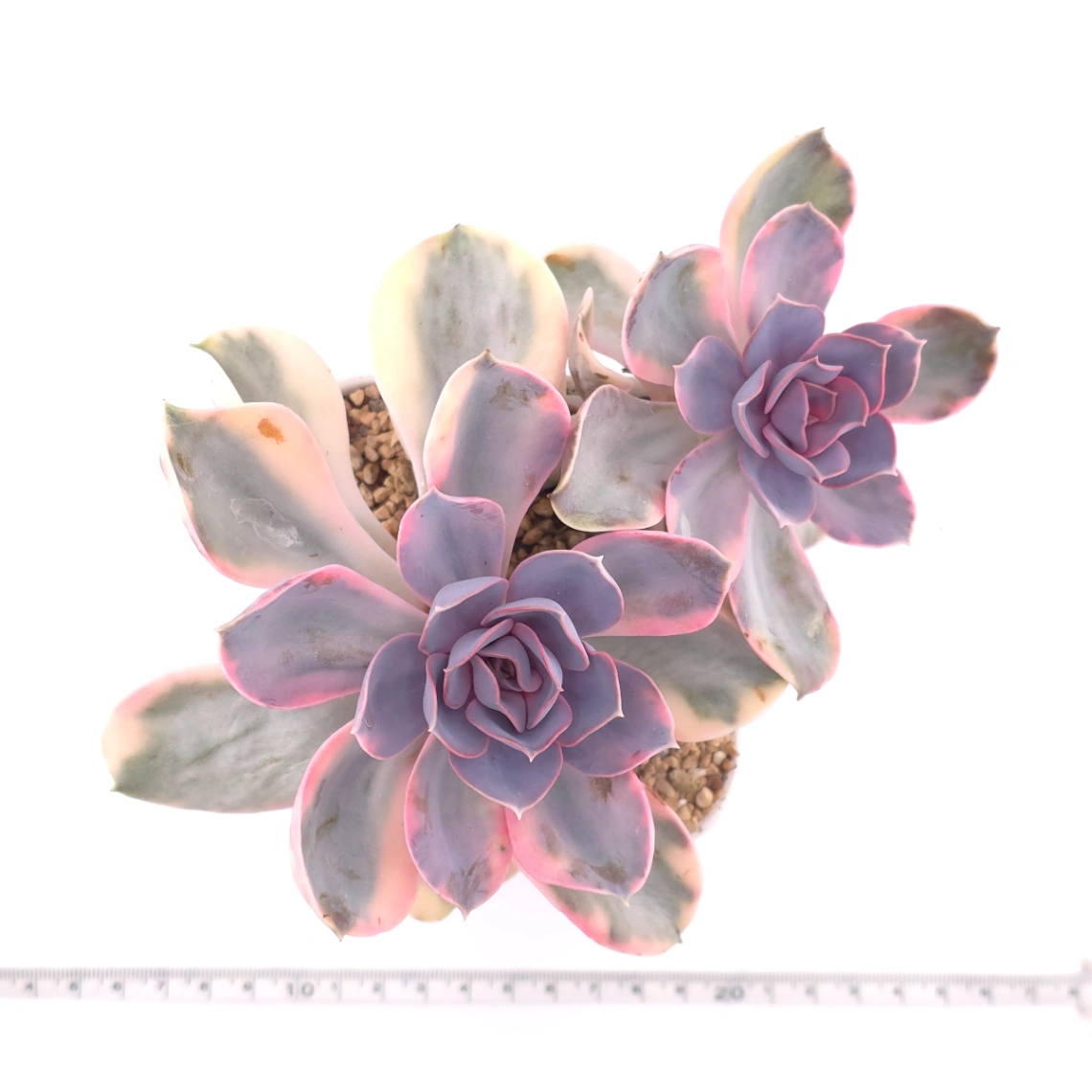 Echeveria ‘Rainbow’ | 彩虹錦 thumbnail 4