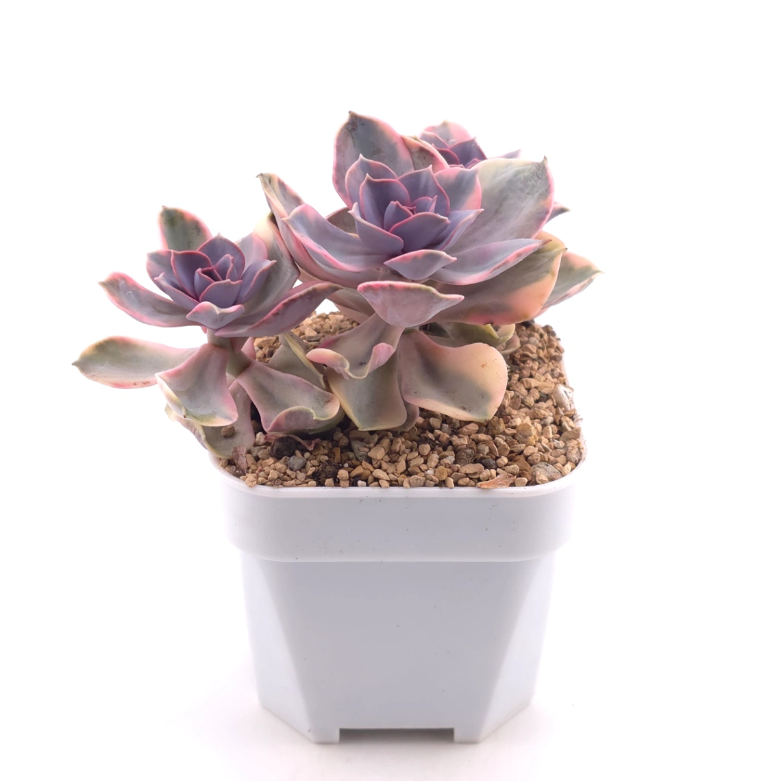 Echeveria ‘Rainbow’ | 彩虹錦 thumbnail 3