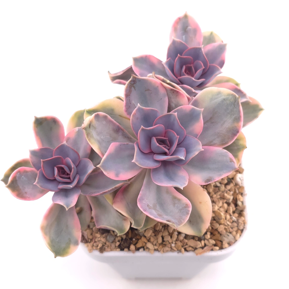 Echeveria ‘Rainbow’ | 彩虹錦 - View 1