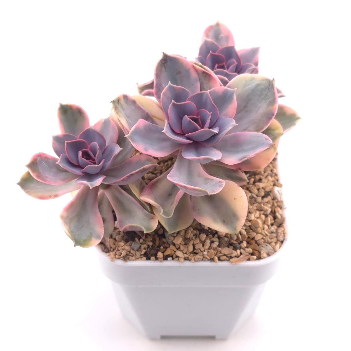 Echeveria ‘Rainbow’ | 彩虹錦 thumbnail 2