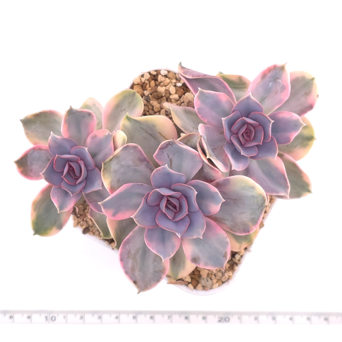 Echeveria ‘Rainbow’ | 彩虹錦 thumbnail 4