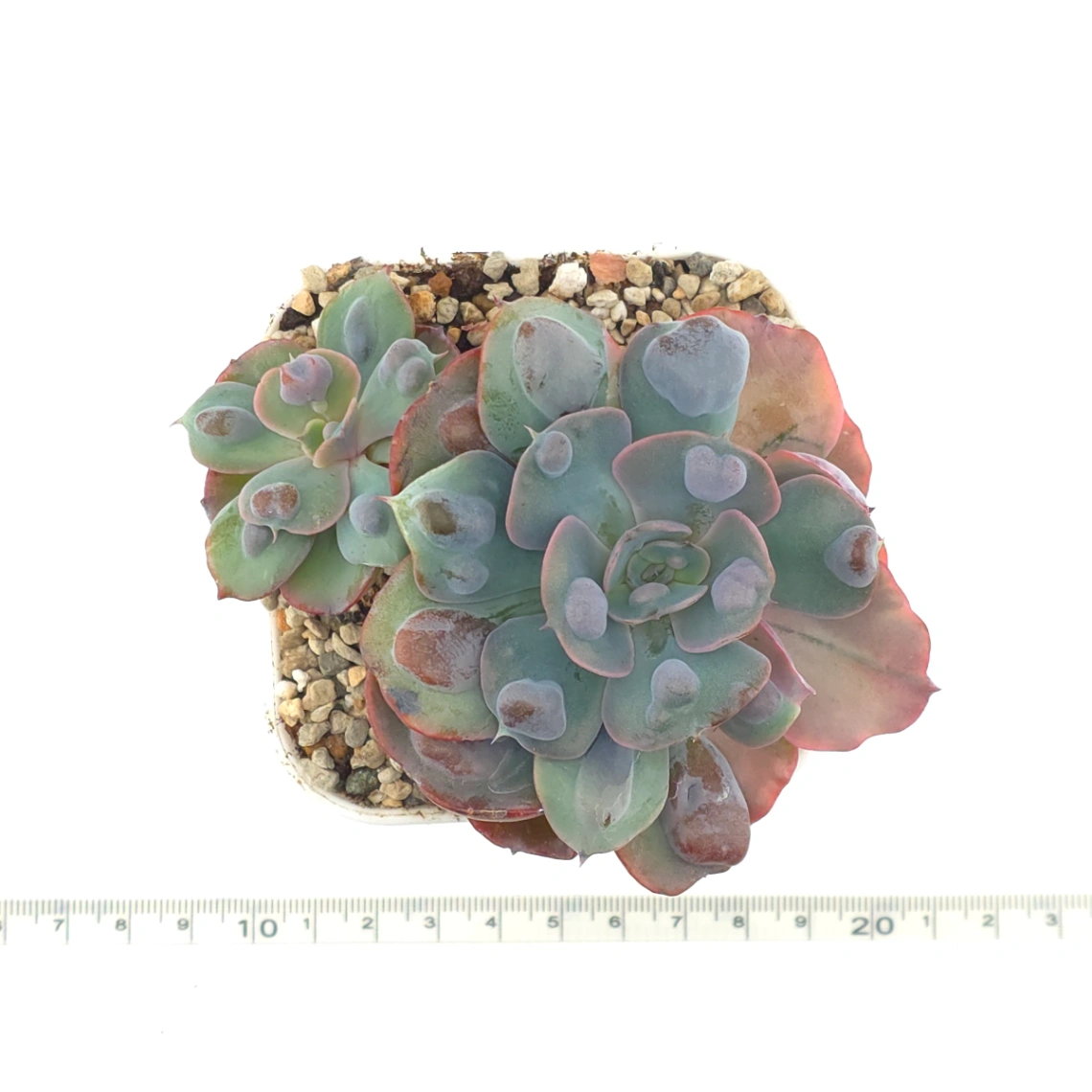 Echeveria 'Raindrop' | 雨滴 thumbnail 4