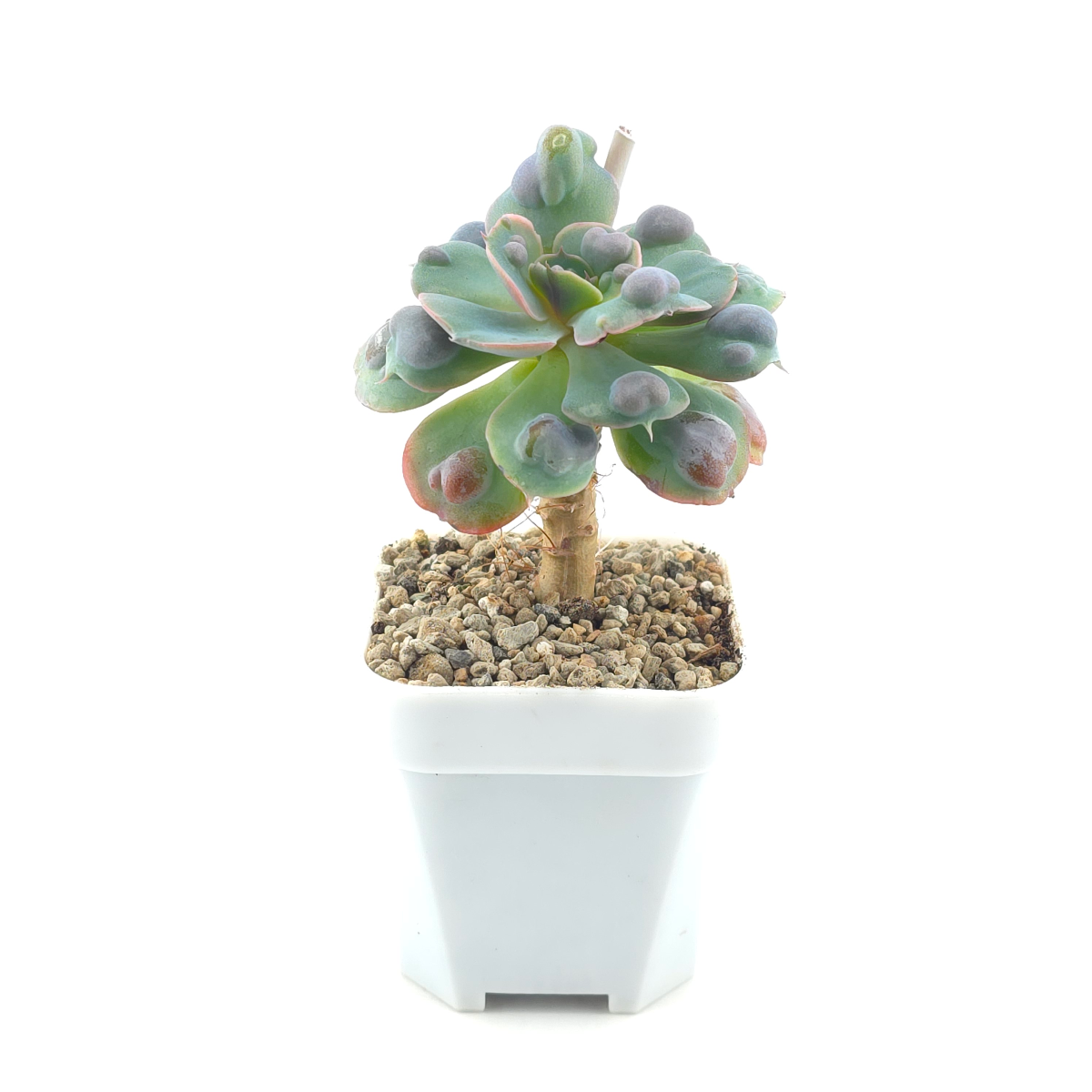 Echeveria 'Raindrop' | 雨滴 thumbnail 3