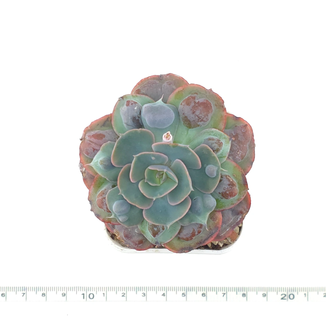 Echeveria 'Raindrop' | 雨滴 thumbnail 4