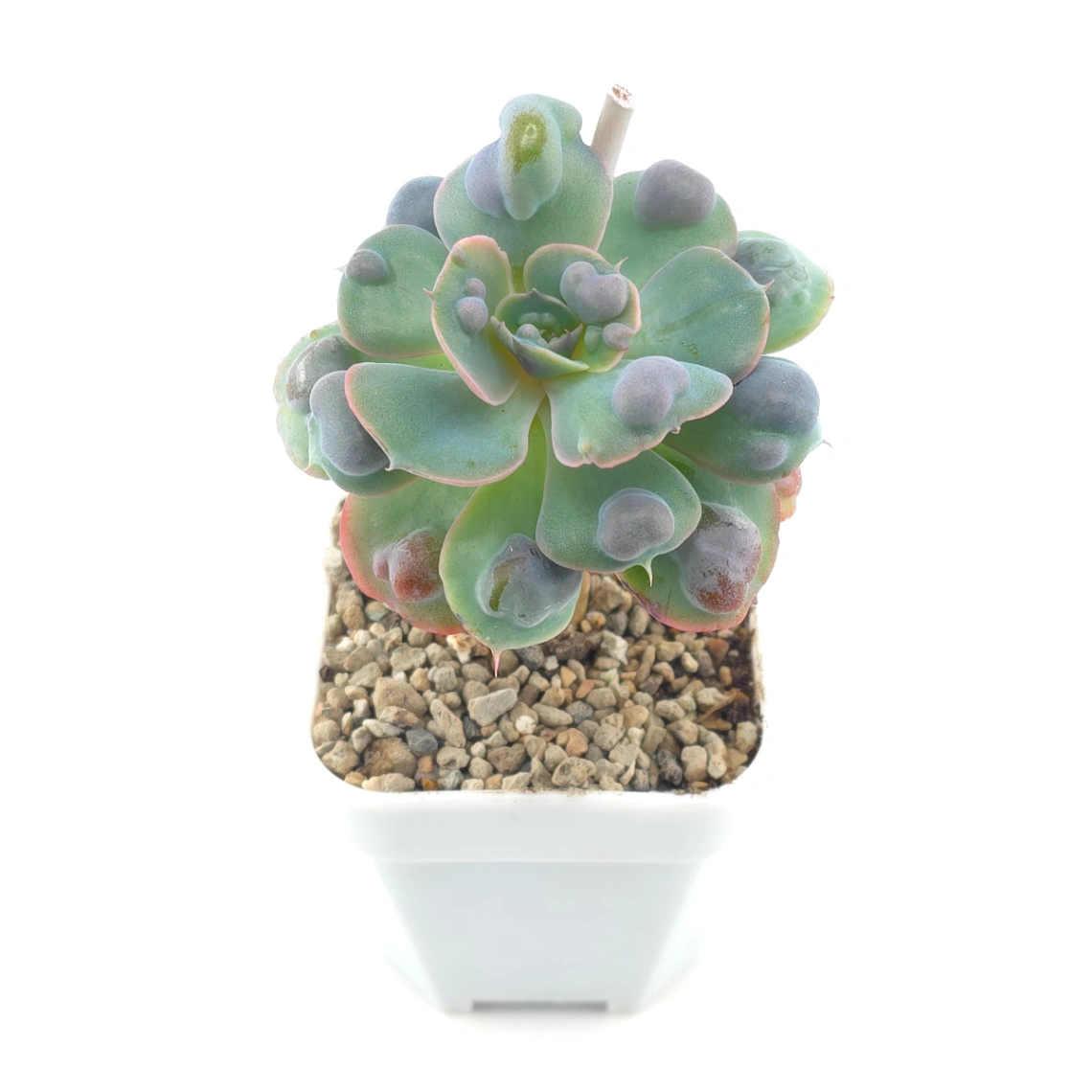 Echeveria 'Raindrop' | 雨滴 thumbnail 2