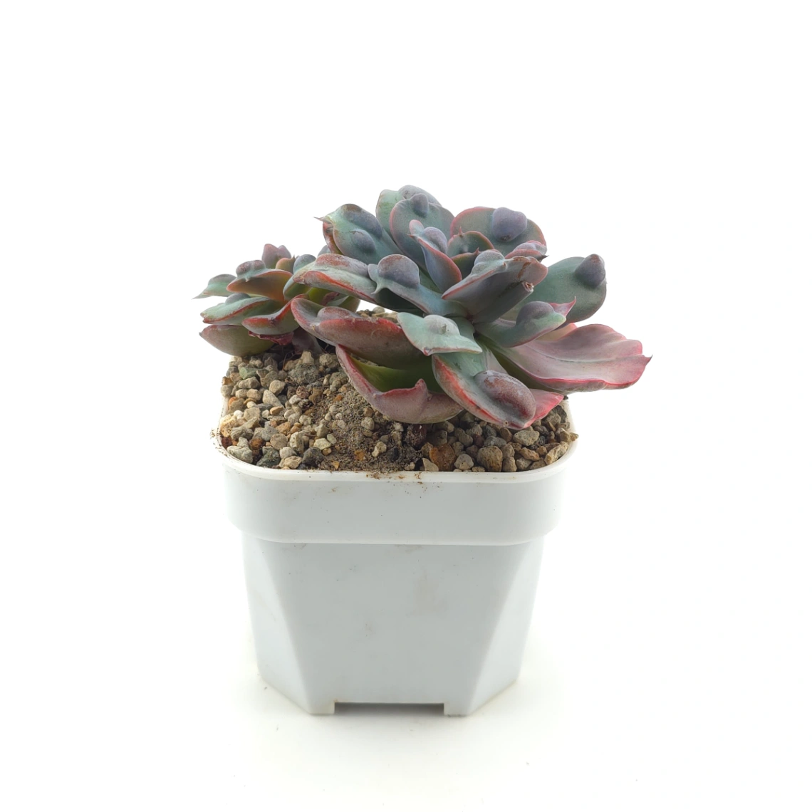 Echeveria 'Raindrop' | 雨滴 thumbnail 3