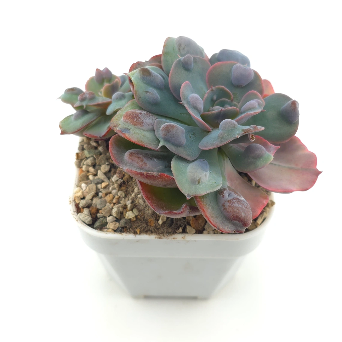 Echeveria 'Raindrop' | 雨滴 thumbnail 2
