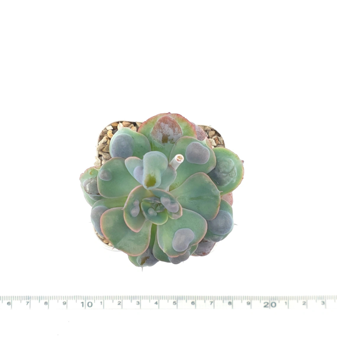 Echeveria 'Raindrop' | 雨滴 thumbnail 4