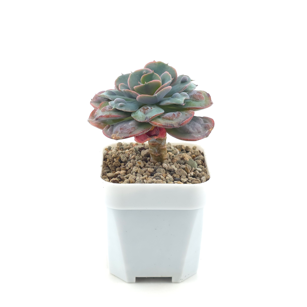 Echeveria 'Raindrop' | 雨滴 thumbnail 3