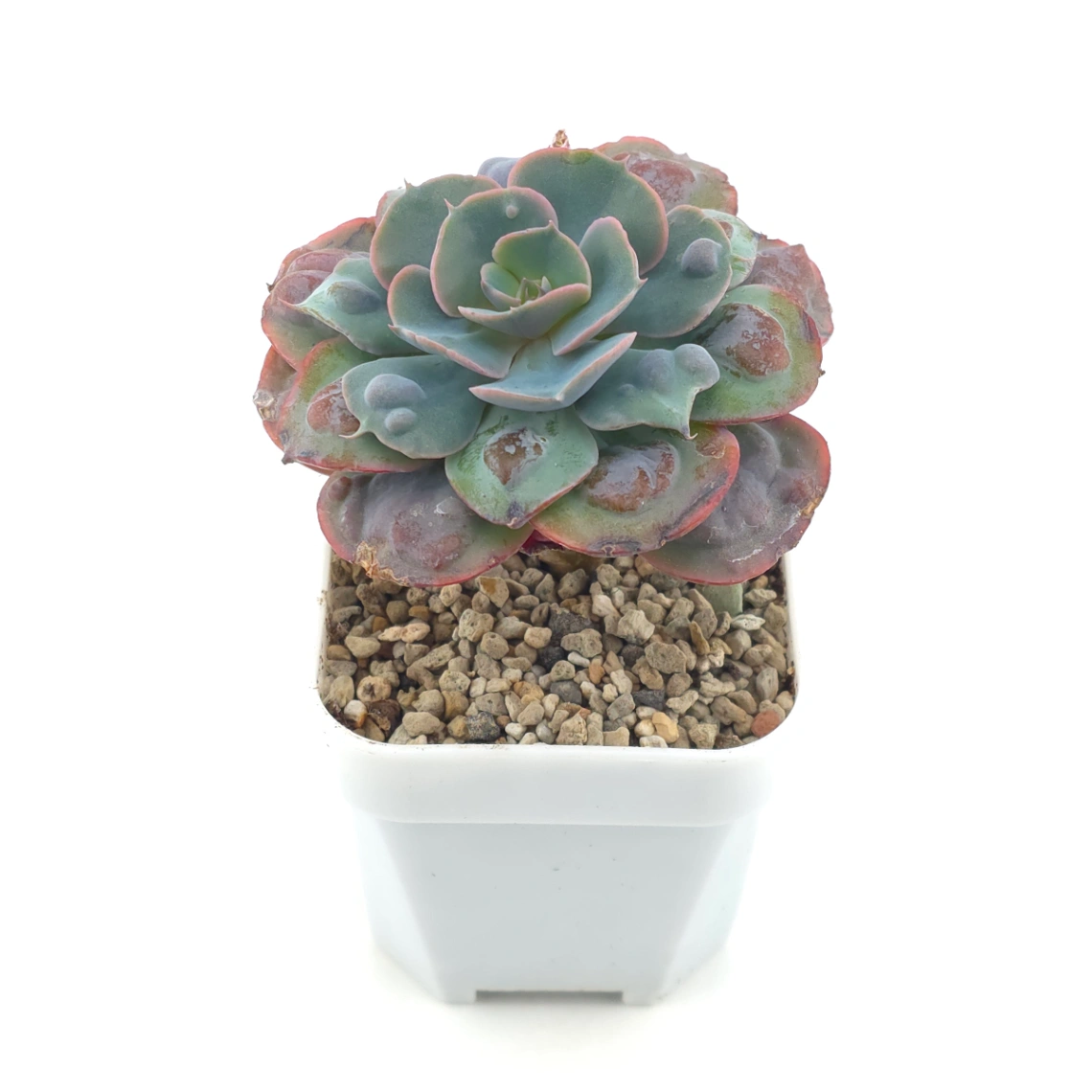 Echeveria 'Raindrop' | 雨滴 thumbnail 2