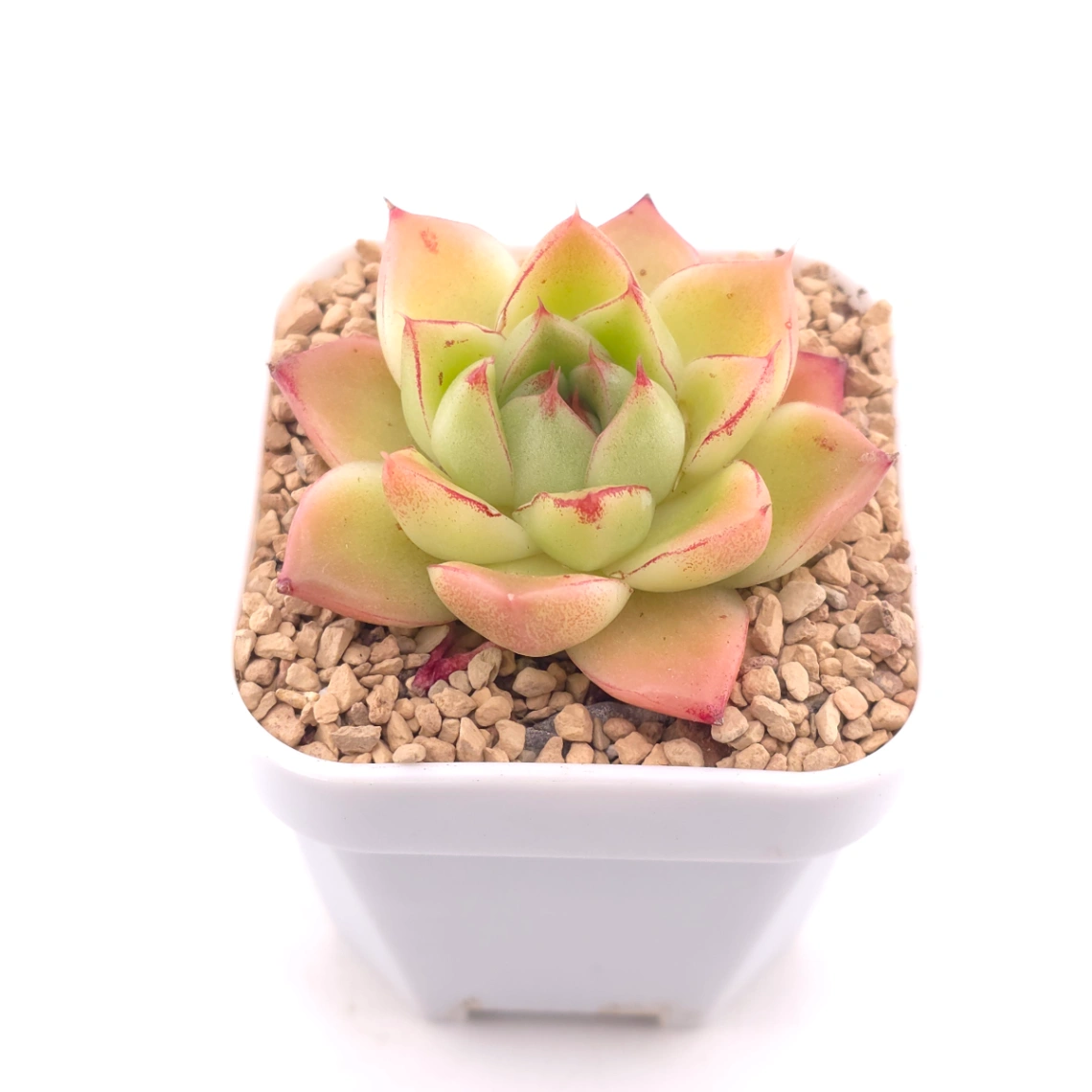 Echeveria ‘Red Diamond Jenny' | 紅鑽石珍妮 thumbnail 2