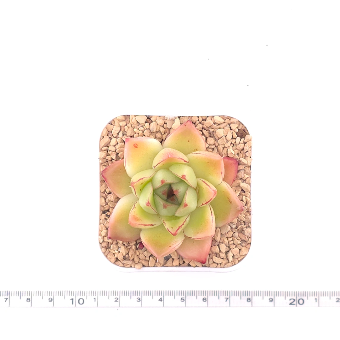Echeveria ‘Red Diamond Jenny' | 紅鑽石珍妮 thumbnail 4