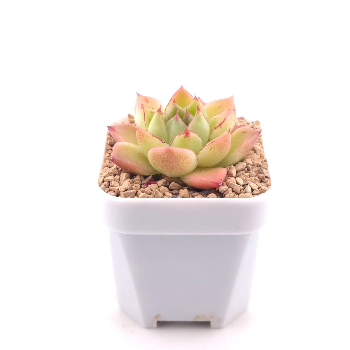 Echeveria ‘Red Diamond Jenny' | 紅鑽石珍妮 thumbnail 3